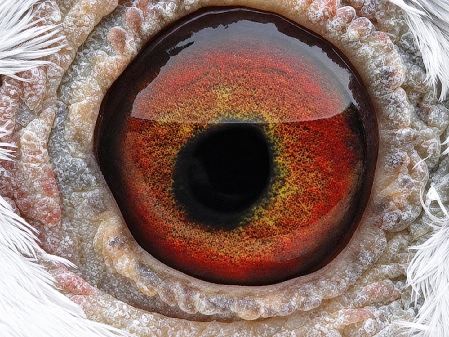 Pigeon eye